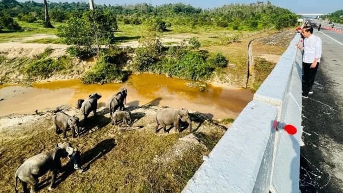 Momen Jokowi Lihat Kawanan Gajah Sumatra dari Atas Tol Pekanbaru-Dumai