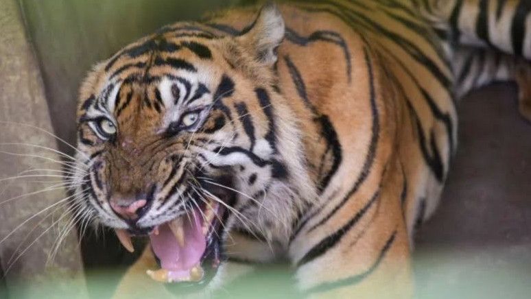 Tiga Harimau Mati di Medan Zoo, DPRD Minta Pemkot Serius Benahi: Miris
