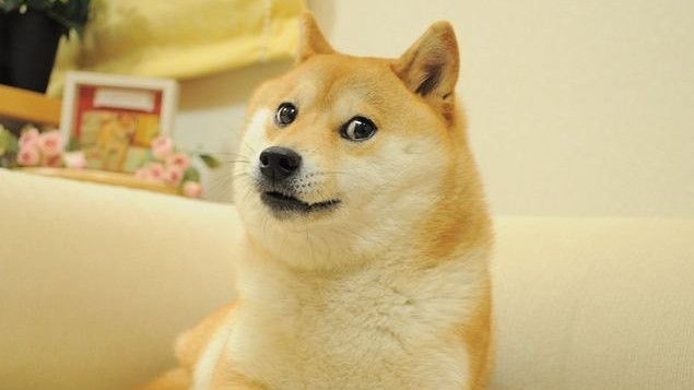 Sedih, Shiba Inu Inspirasi Meme Dogecoin Didiagnosis Leukimia dan Penyakit Hati