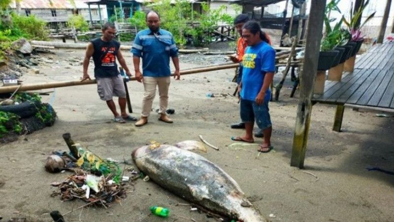 Momen Komunitas Sahabat Laut Temukan Lumba-Lumba Mati Membusuk di Bibir Pantai
