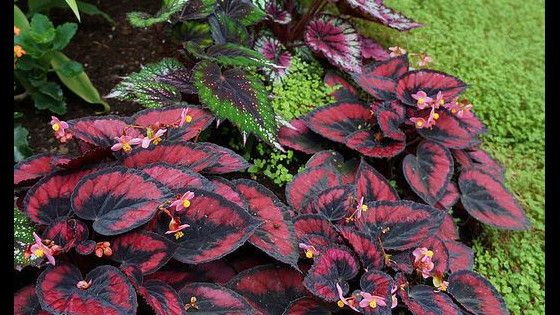 Berikut Jenis-Jenis Tanaman Hias Begonia yang Hits dan Warnanya Berseri-Seri