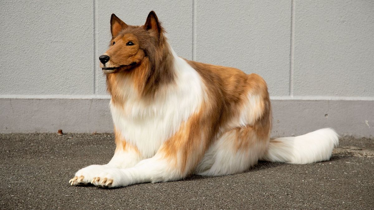 Ingin 'Berubah' Jadi Anjing, Pria Jepang Rela Habiskan Rp 230 Juta, Ini  Alasannya - ERA.ID