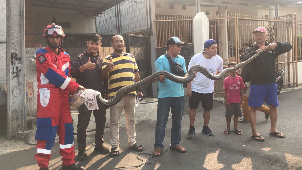 Detik-detik Damkar Evakuasi Ular Sanca 4 Meter yang Masuk ke Rumah Warga di Jaktim