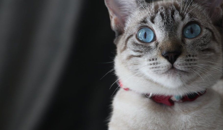 6 Bau yang Tidak Disukai Kucing untuk Mencegahnya Masuk ke Rumah