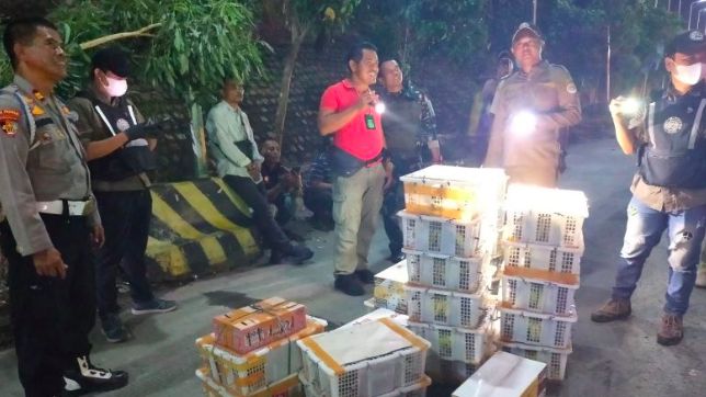 Penyelundupan Ribuan Burung Ilegal Digagalkan Petugas Gabungan Lampung