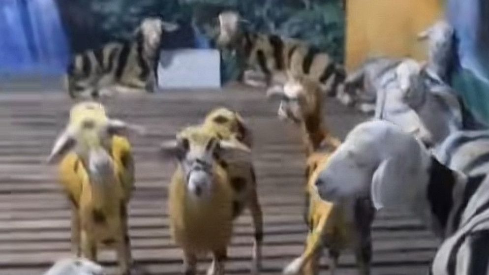 Viral! Kebun Binatang Unik di Situbondo, Singa dan Zebra Akur di Satu Kandang