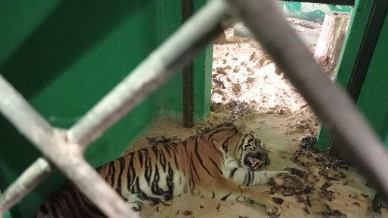 Kabar Duka dari Jambi: Harimau Sumatra Mati di Balai Konservasi
