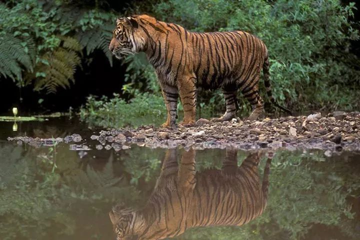 Harimau Sumatera Sering Memangsa Manusia karena Habitatnya Diganggu