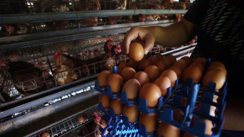 Pemerintah Janji Harga Telur Turun Setelah Tahun Baru