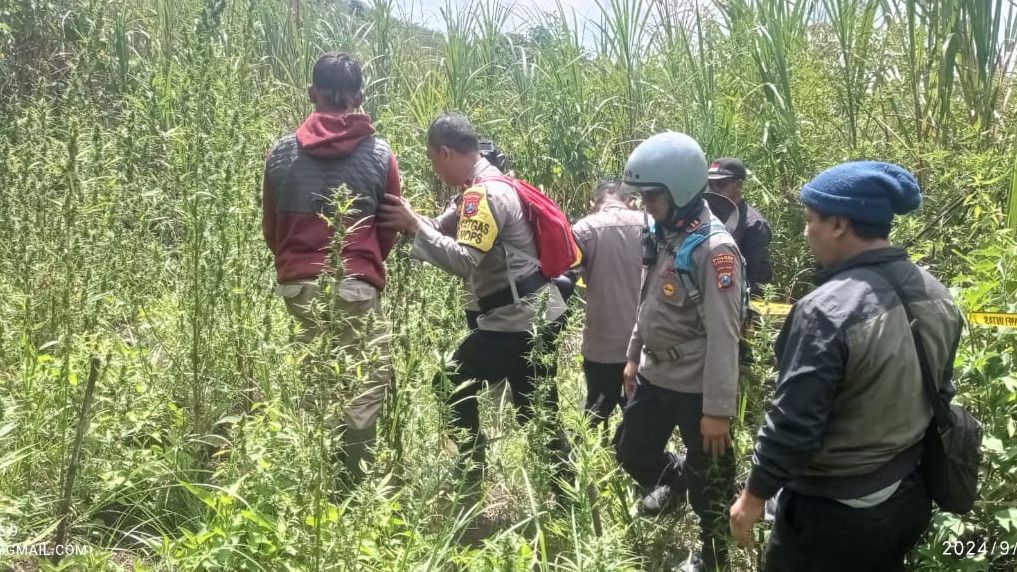 Ratusan Tanaman Ganja Ditemukan di Lereng Gunung Semeru, Diduga Baru Ditanam Empat Bulan