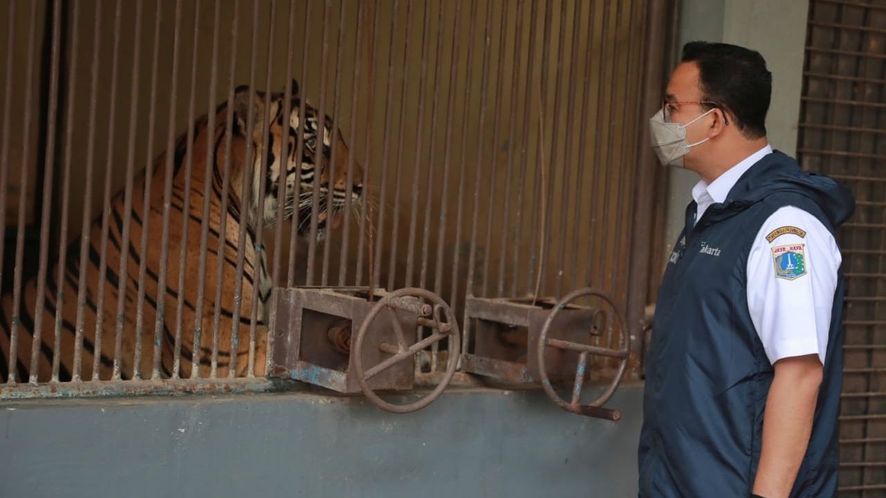Sempat Terinfeksi COVID-19 Hingga Sesak Napas, Begini Kondisi 2 Harimau Sumatera di Ragunan