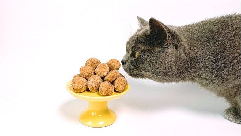 6 Tanda Kucing Peliharaan Lapar, Ngga Cuma Mengeong
