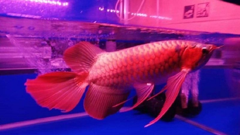 Kok Polisi Belum Periksa Kadis Kapuas Hulu Soal Kasus Ikan Arwana Kalimantan?