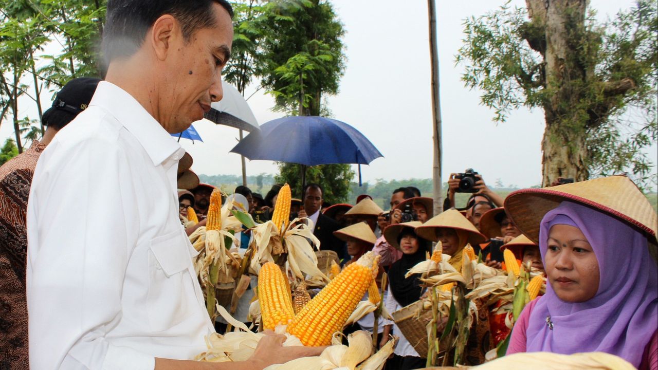 Jokowi: Jagung di Mana pun Akan Tumbuh, Kenapa Masih Impor?