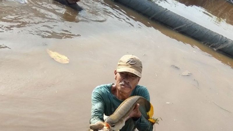 Belasan Orang Diperiksa dalam Dugaan Kasus Pengadaan Ikan Arwana di Kalimantan