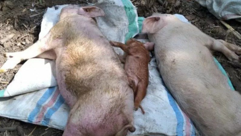 Terungkap Penyebab Ratusan Babi Mati Mendadak di Flores Timur