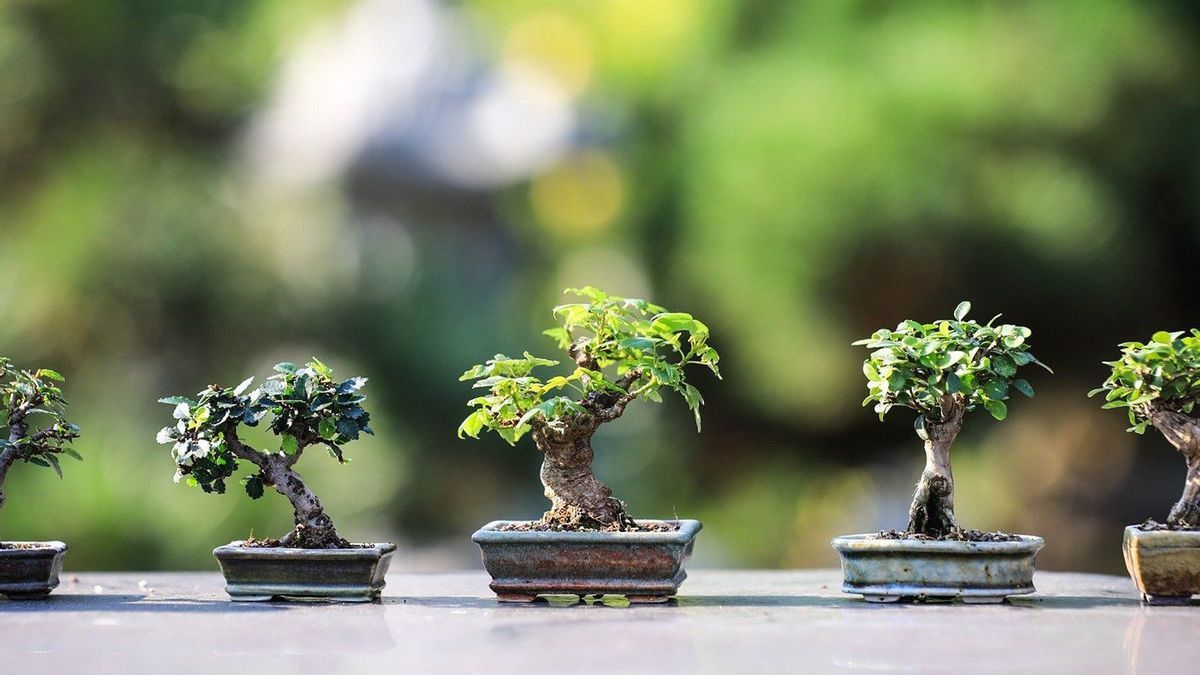 Mengapa Harga Pohon Bonsai Mahal? Ternyata Ini Alasannya, Salah Satunya Memperpanjang Umur