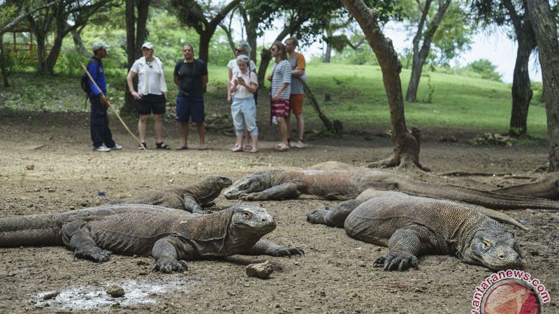 Harga Tiket Masuk Taman Nasional Komodo Capai Rp3,75 Juta, Menparekraf: Agar Komodo Tidak Punah