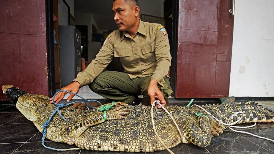 Buaya Muara Seberat Ratusan Kilo Ditangkap Usai Resahkan Warga Tunggaljaya Banten