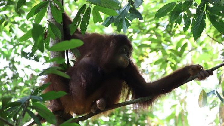 Viral Orang Utan Lawan Ekskavator yang Mau Merobohkan Pohon, BKSDA Kalbar Merespons