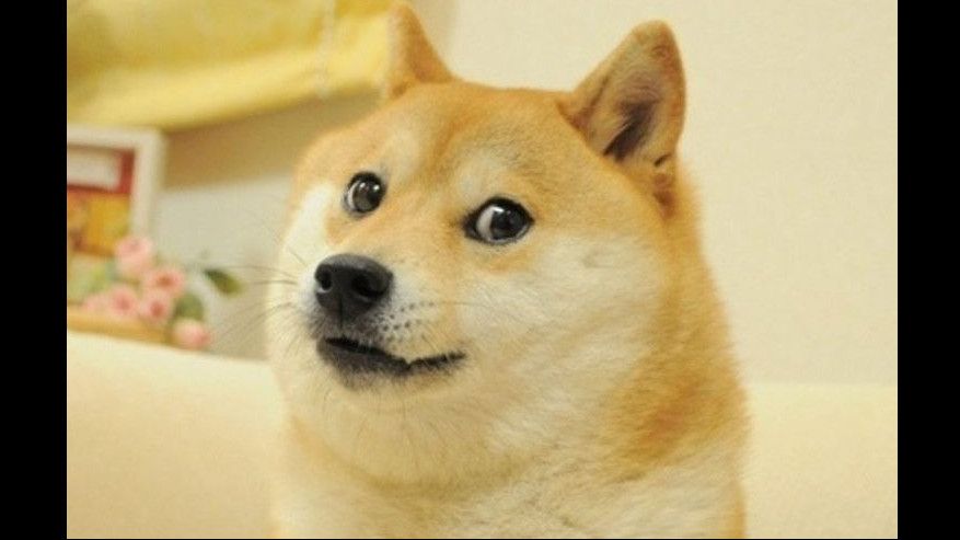 Meme 'Doge' Ajing Shiba Inu Laku Terjual Rp 56,8 Miliar, Pecah Rekor!