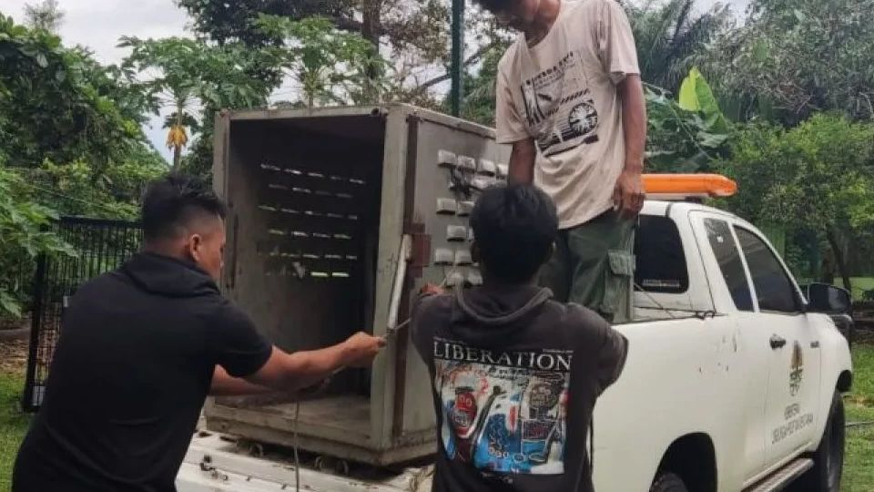 Teror Serangan Harimau Sumatra Tewaskan Dua Warga Lampung Barat, BKSDA Pasang Perangkap