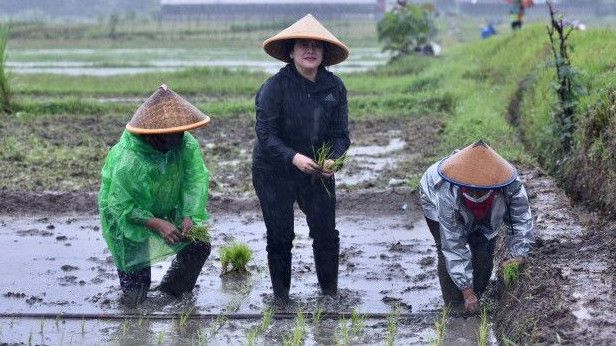 Terungkap, Puan Beberkan Alasan Menanam Padi dengan Cara Maju: Bukan Mengarang-ngarang