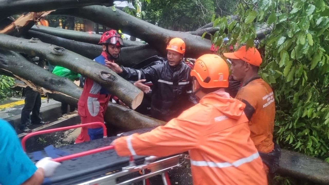 Pohon Tumbang Kembali Makan Korban, Pengendara Tewas Tertimpa Pohon