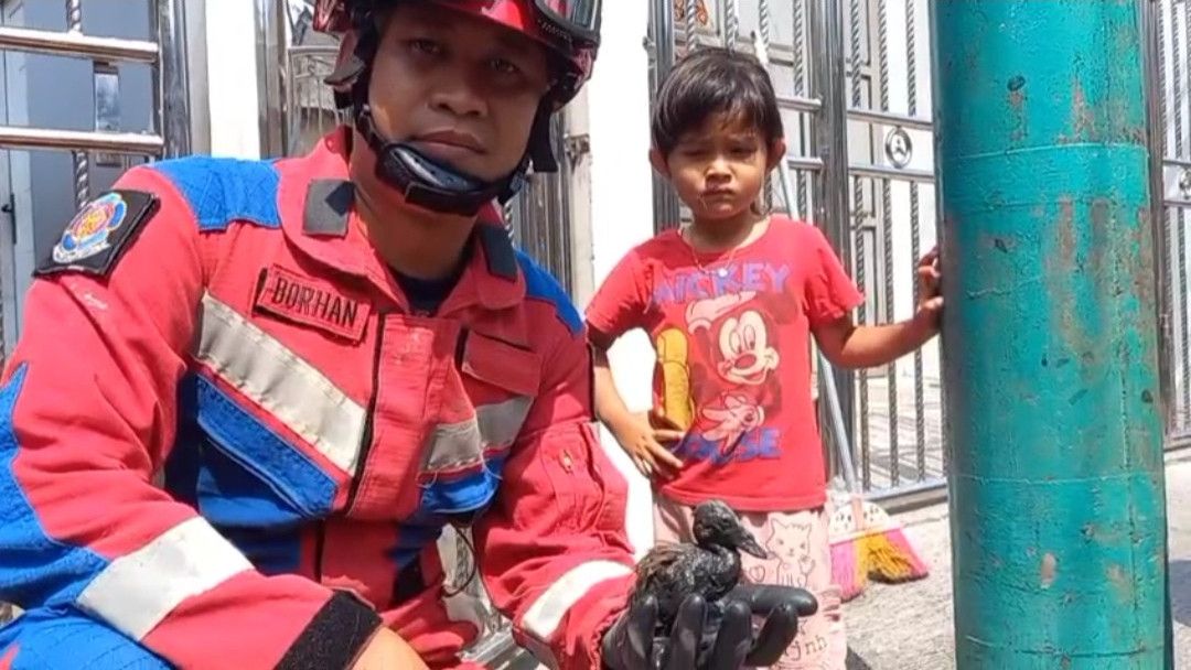 Bebek Peliharaannya Kabur, Anak Kecil di Jakut Terus Menangis, Damkar Menyelamatkan