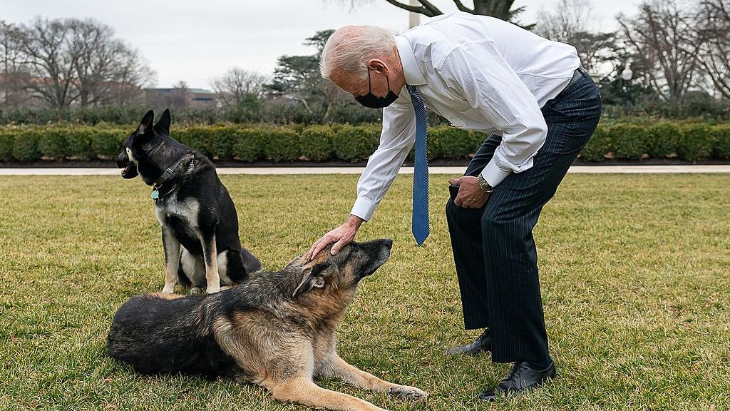 Anjing Peliharaan Joe Biden Gigit Anggota Keamanan hingga Dirawat