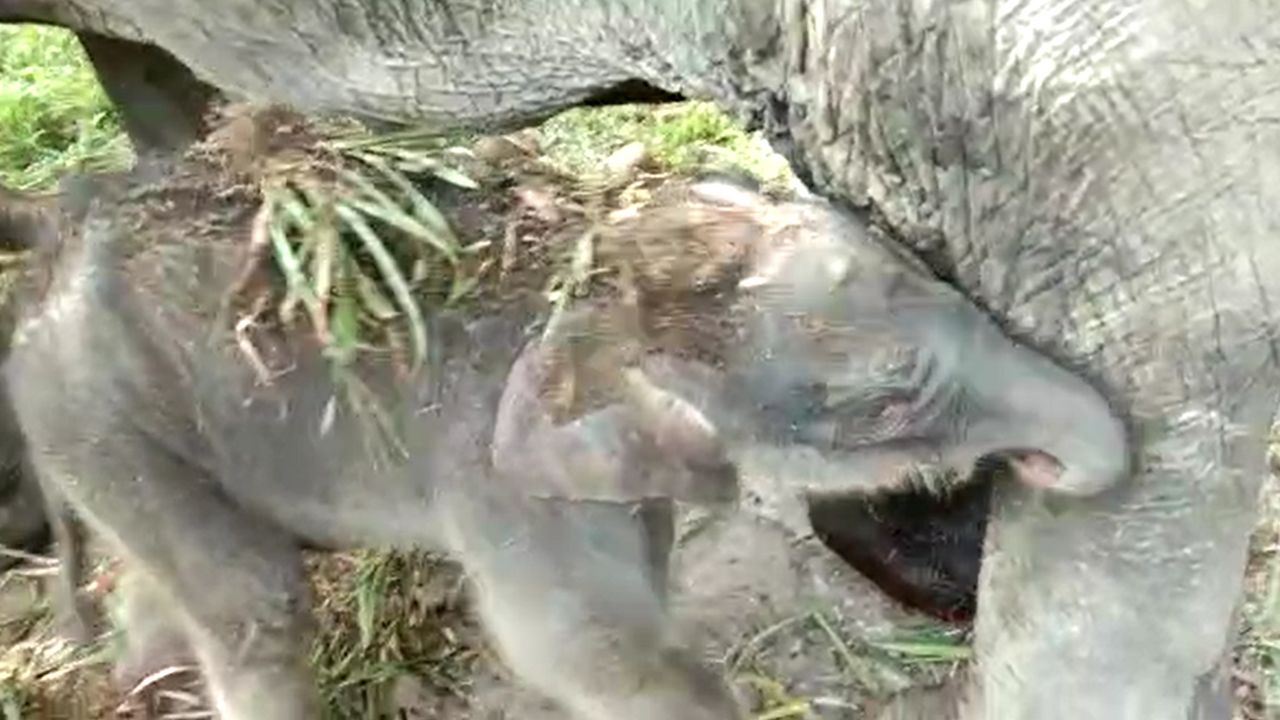 Kabar Baik, Anak Gajah Sumatera Berjenis Kelamin Betina Lahir di Taman Nasional Gunung Leuser