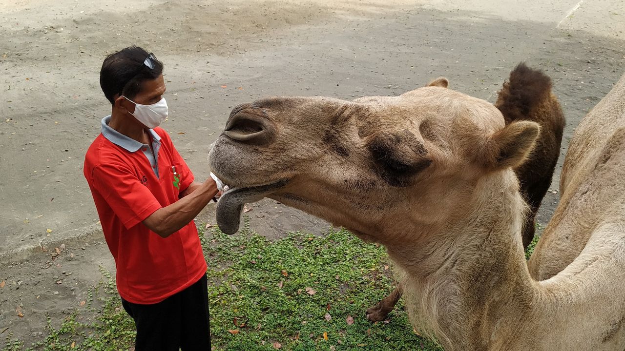 Kebun Binatang Solo Ditutup Lagi, Bagaimana Nasib Pawang dan Satwanya?