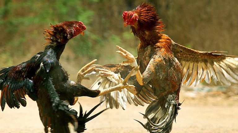 Kapolres Bangkalan dan Anggotanya Dituduh Lindungi Judi Sabung Ayam di Tanjung Bumi