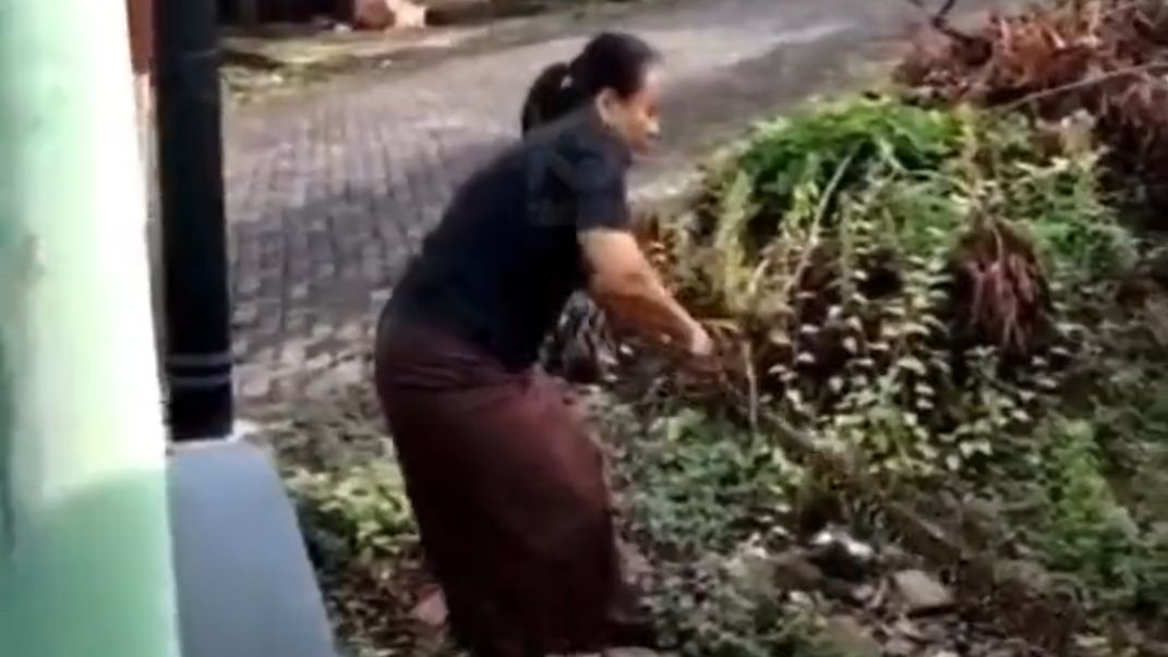 Heroik! Ibu-Ibu di Semarang Tangkap Ular dengan Tangan Kosong, Lelaki Merekam