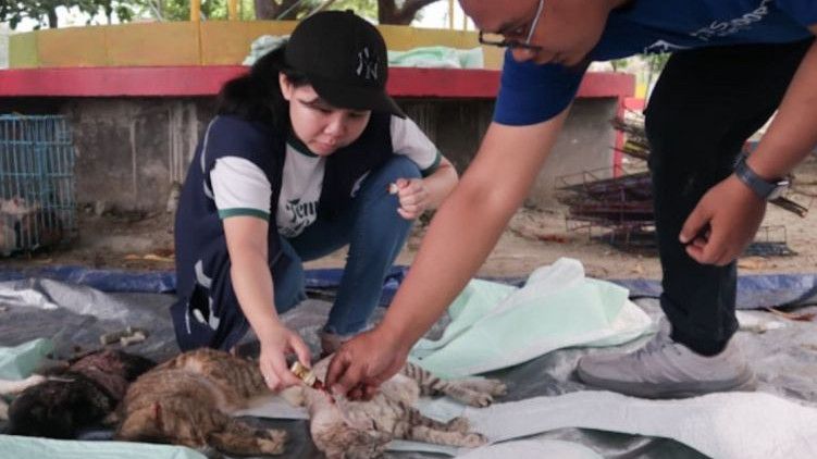Pramono Targetkan 22 Ribu Kucing Disterilisasi Tahun 2025