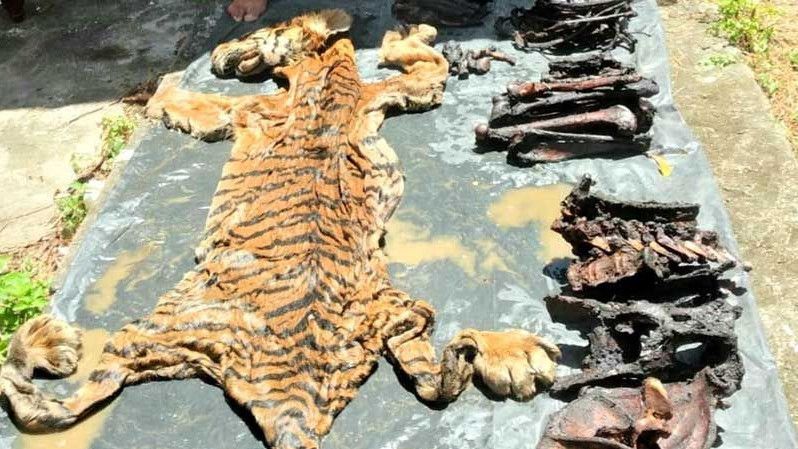 Mantan Bupati Bener Meriah Aceh yang Jualan Kulit Harimau Ditahan Kejaksaan