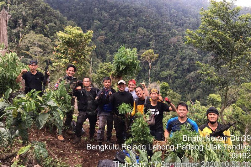 Polisi Bongkar Ladang Ganja 2 Hektar, 'Medan' Berat di Kawasan Hutan