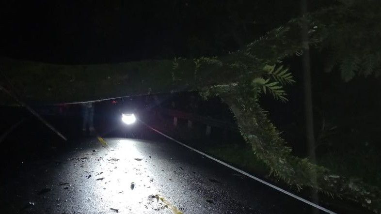 Pohon Besar di Sukabumi Tumbang Semalam, Bikin Jalan Poros Menuju Lebak Banten Tertutup