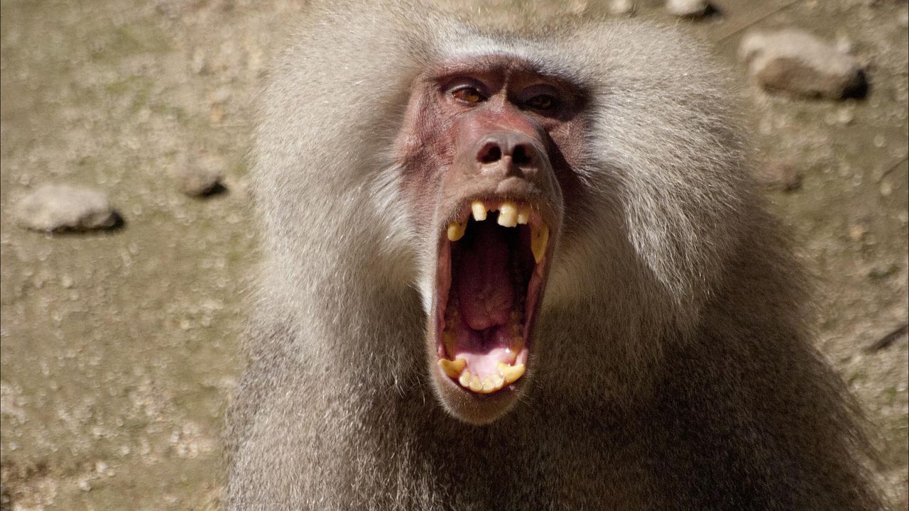 Perut Sobek hingga Sempat Kritis, Warga Akhirnya Lumpuhkan Monyet Liar yang Serang Bocah 4 Tahun di Cirebon
