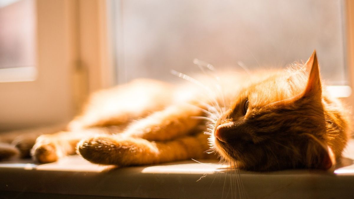 Kucing Liar Mati di Rumah Pertanda Apa? Ini Tafsir yang Beredar