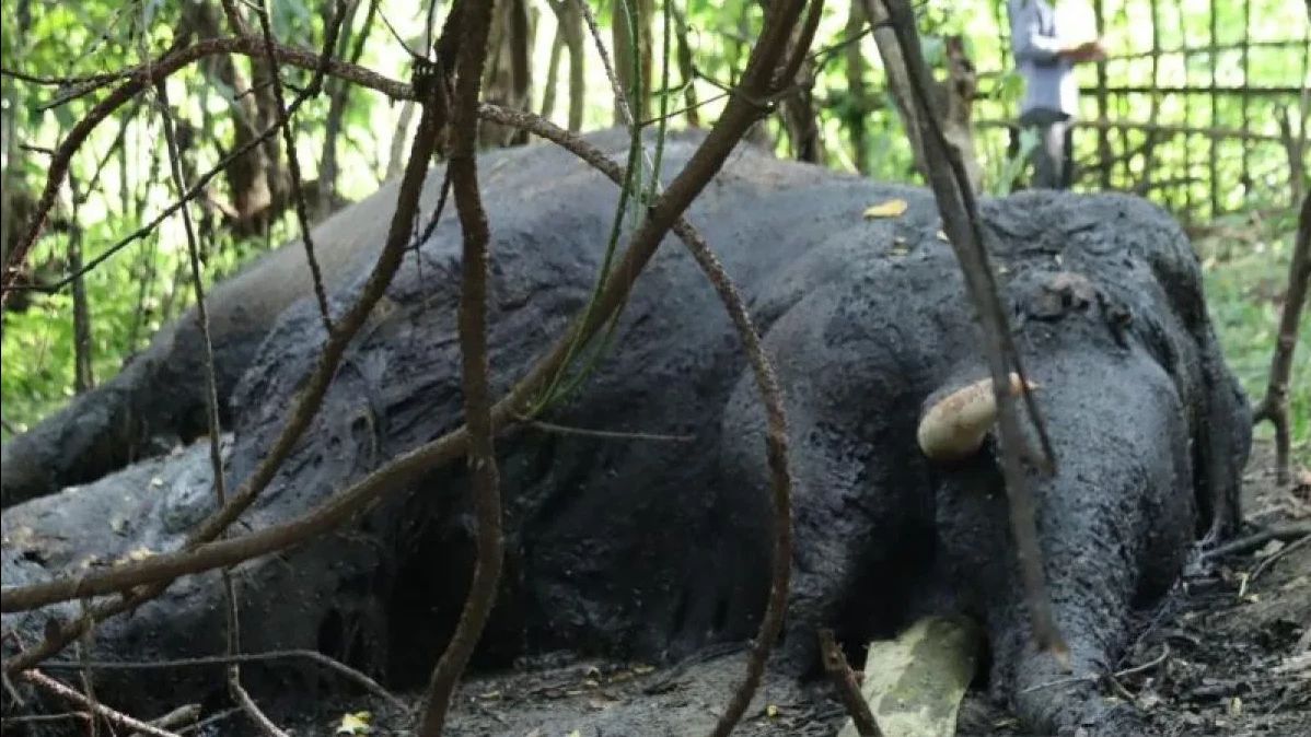 Polisi Selidiki Kematian Misterius Gajah Sumatra di Aceh