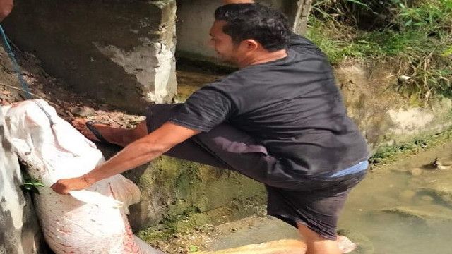 Viral Temuan Ikan Raksasa Saat Banjir di Aceh, Dinas Kelautan Aceh: Jenis Araipama dari Amazon