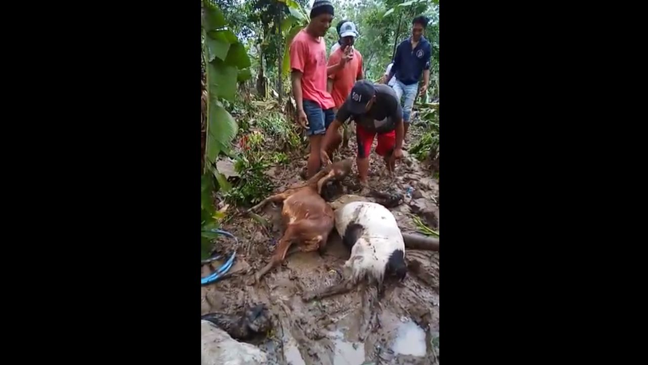 Belasan Ekor Sapi Mati Terseret Arus Banjir di Kebumen