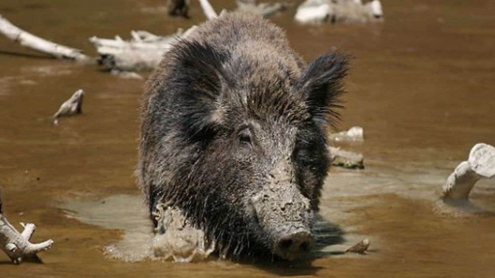 Viral Babi Hutan Gigiti Bocah Empat Tahun hingga Luka Parah di Rua Maluku Utara