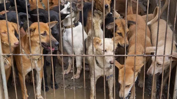DPRD Minta Pemkot Solo Buat Perda Peredaran Daging Anjing