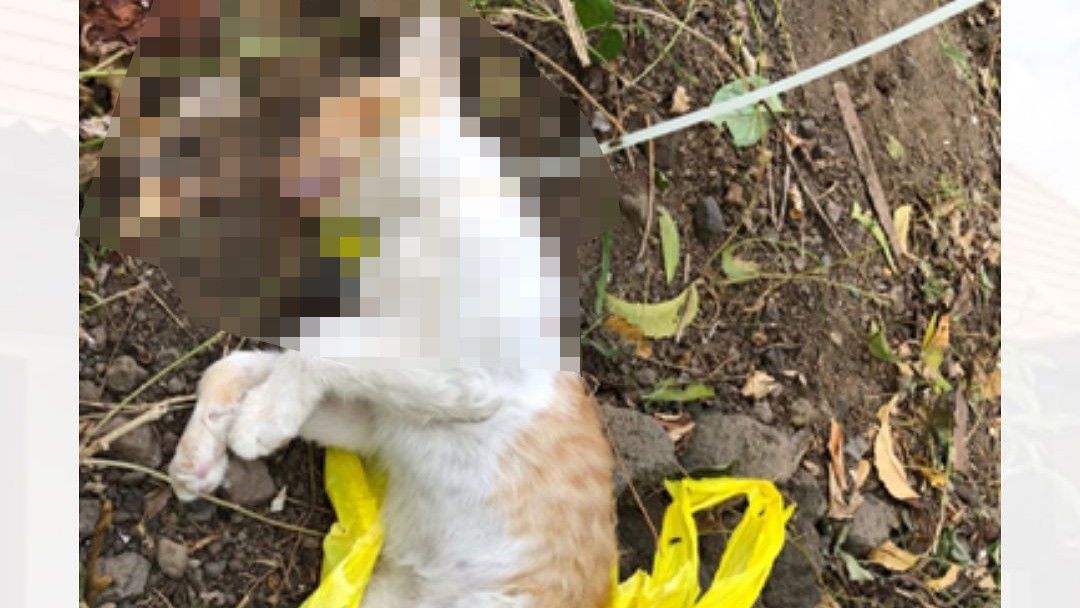 WN Singapura di Bali Diduga Cekik Anak Kucing hingga Mati