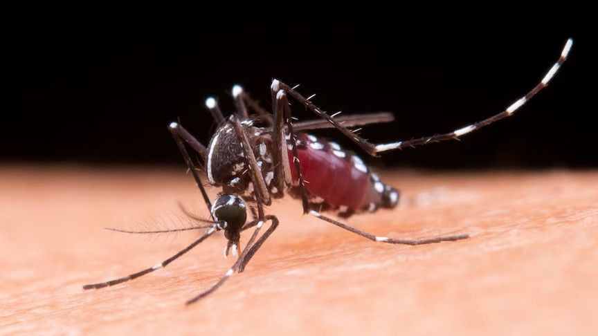 Cuaca Panas Jadi Sarang Nyamuk Malaria, Dokter Minta Orang Tua Waspada dan Sarankan Ini Agar Terhindar dari Gigitan