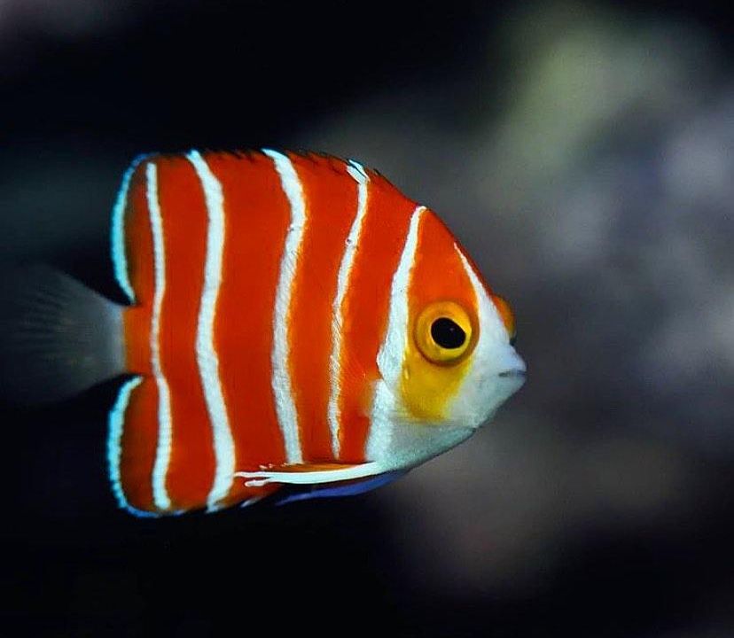 Peppermint angelfish (Foto: Instagram/@_.marine_biology_lovers)