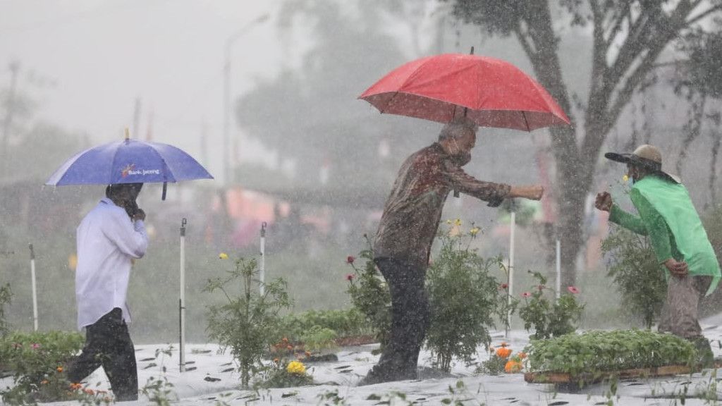 Aksi  Jokowi dan Ganjar Hujan-hujanan Bareng Petani Wonosobo Saat Tinjau Food Estate