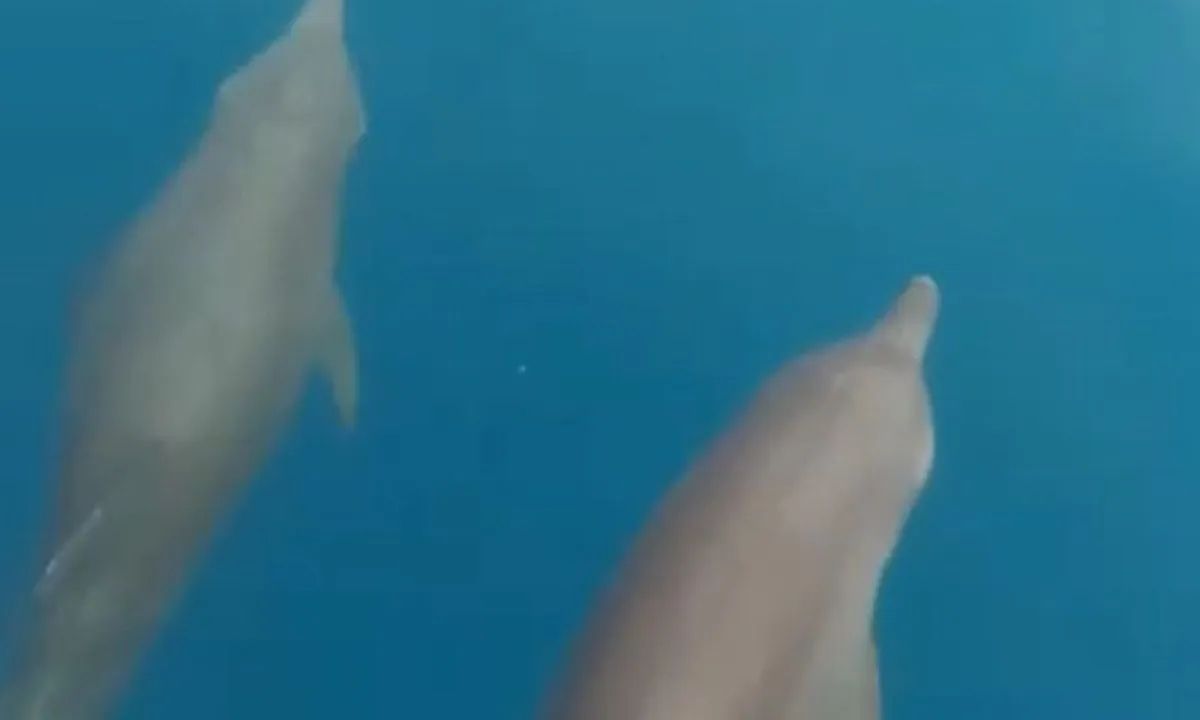 Kawanan Lumba-Lumba Mulai Sering Nongol di Pulau Pramuka, Dinas Lingkungan Hidup Sebut Pertanda Baik